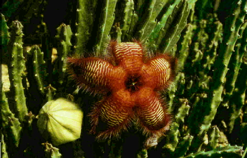 stapelia hirsuta